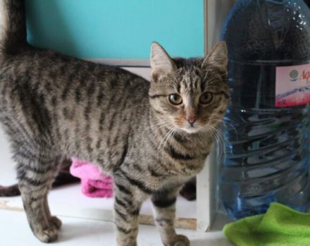 Summer möchte dein Herz erwärmen