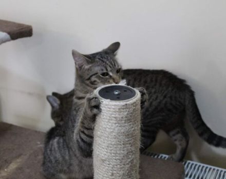 Summer möchte dein Herz erwärmen