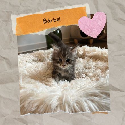 Sensationelle Maine Coon Kätzchen suchen Lebens-Bühne!