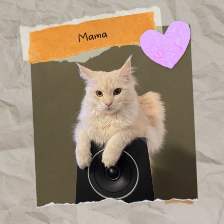 Sensationelle Maine Coon Kätzchen suchen Lebens-Bühne!