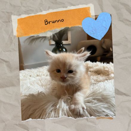 Sensationelle Maine Coon Kätzchen suchen Lebens-Bühne!