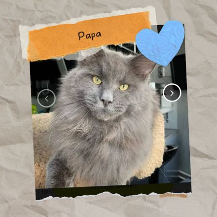 Sensationelle Maine Coon Kätzchen suchen Lebens-Bühne!