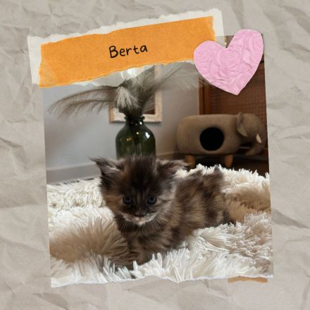 Sensationelle Maine Coon Kätzchen suchen Lebens-Bühne!