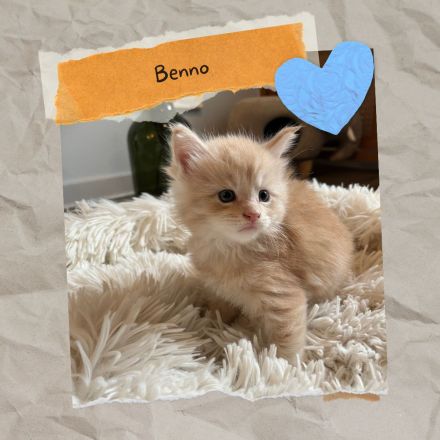 Sensationelle Maine Coon Kätzchen suchen Lebens-Bühne!