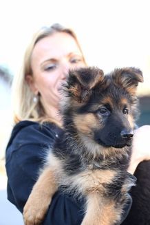 Altdeutsche Schäferhunde vom Hofe Sankt-Katharina