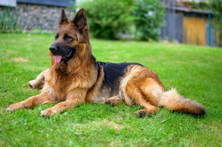 Altdeutsche Schäferhunde vom Hofe Sankt-Katharina