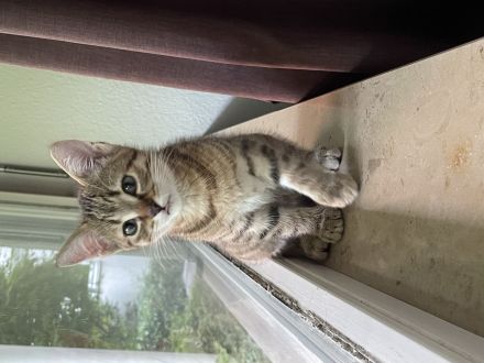 Bengal Mix Katze Weiblich 3 Monate alt