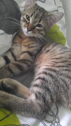 Bengal Mix Katze Weiblich 3 Monate alt