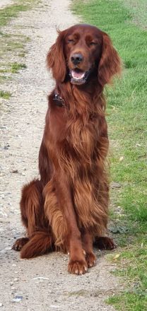 Irish Red Setter
