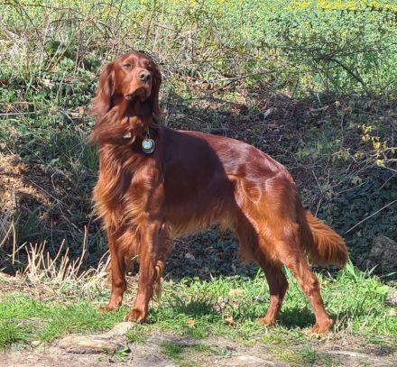 Irish Red Setter