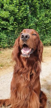 Irish Red Setter