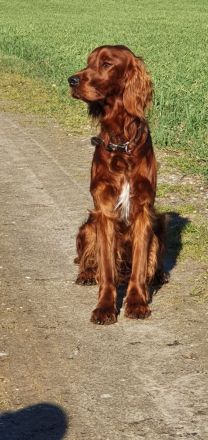 Irish Red Setter Deckrüde
