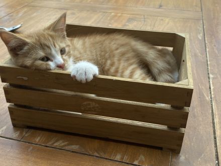 Britisch Kurzhaar Kitten