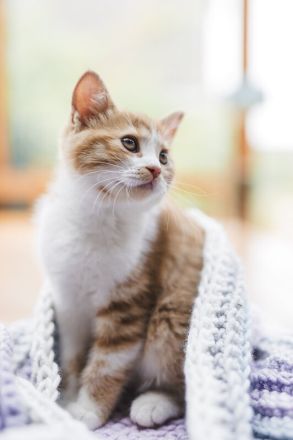 Britisch Kurzhaar Kitten