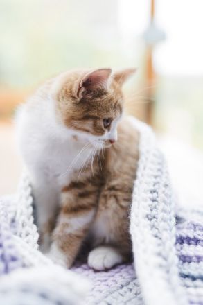 Britisch Kurzhaar Kitten