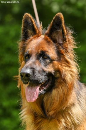 Altdeutsche Schäferhunde vom Hofe-Sankt-Katharina