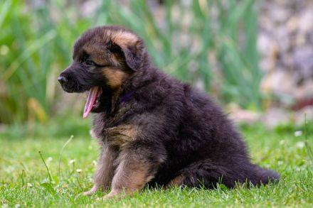 Altdeutsche Schäferhunde vom Hofe-Sankt-Katharina