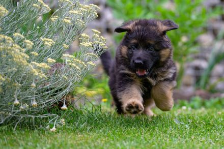 Altdeutsche Schäferhunde vom Hofe-Sankt-Katharina
