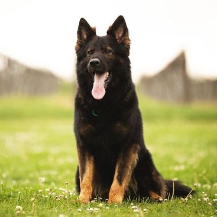 Altdeutsche Schäferhunde vom Hofe-Sankt-Katharina