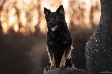 Altdeutsche Schäferhunde vom Hofe-Sankt-Katharina
