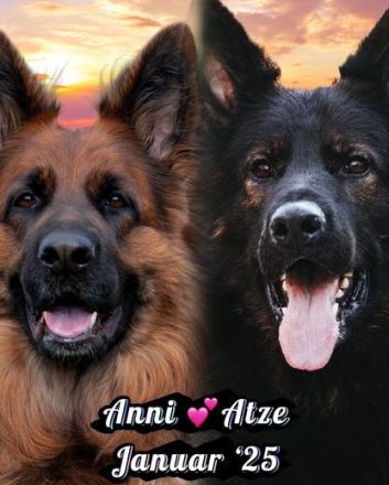 Altdeutsche Schäferhunde vom Hofe-Sankt-Katharina