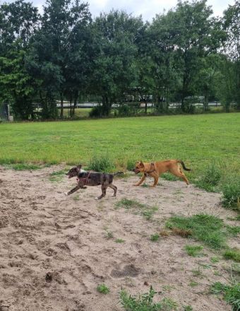 2 Aussiedor Mix Welpen suchen ab sofort ein zuhause