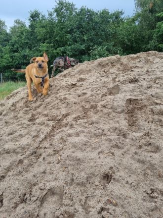 2 Aussiedor Mix Welpen suchen ab sofort ein zuhause