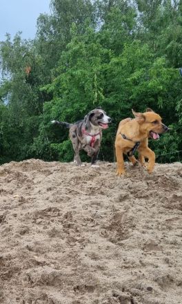 2 Aussiedor Mix Welpen suchen ab sofort ein zuhause