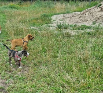 2 Aussiedor Mix Welpen suchen ab sofort ein zuhause