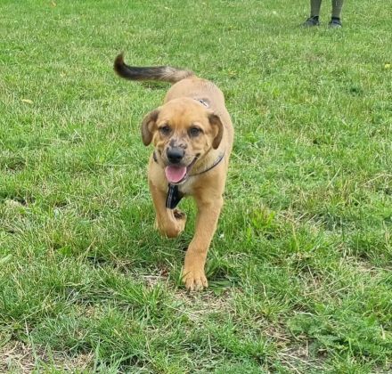 2 Aussiedor Mix Welpen suchen ab sofort ein zuhause