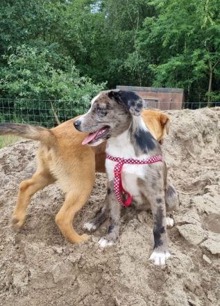2 Aussiedor Mix Welpen suchen ab sofort ein zuhause