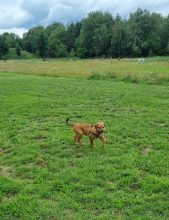 2 Aussiedor Mix Welpen suchen ab sofort ein zuhause