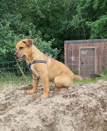 2 Aussiedor Mix Welpen suchen ab sofort ein zuhause