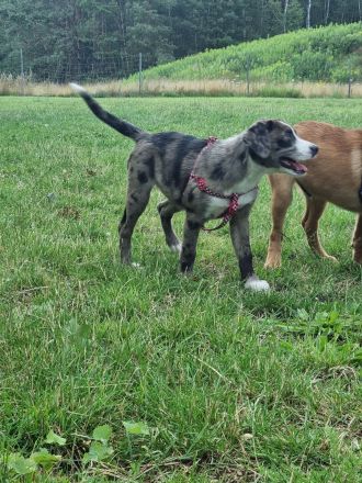 2 Aussiedor Mix Welpen suchen ab sofort ein zuhause