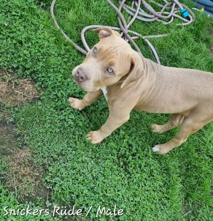 American Bully Xl Welpen Abkc Starterpaket Stammbaum Abgabebereit