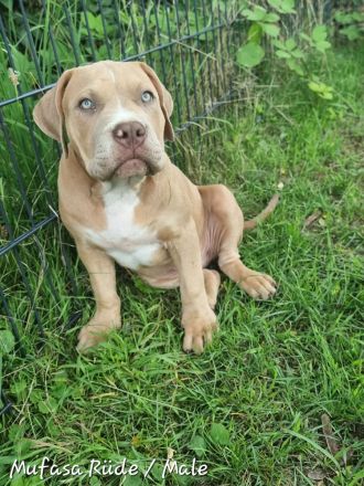 American Bully Xl Welpen Abkc Starterpaket Stammbaum Abgabebereit
