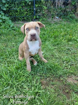 American Bully Xl Welpen Abkc Starterpaket Stammbaum Abgabebereit