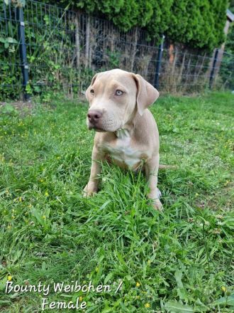 American Bully Xl Welpen Abkc Starterpaket Stammbaum Abgabebereit