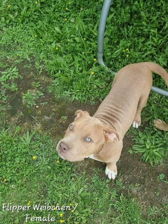 American Bully Xl Welpen Abkc Starterpaket Stammbaum Abgabebereit