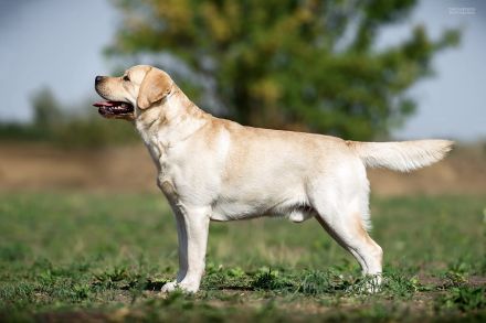 Labrador Deckrüde