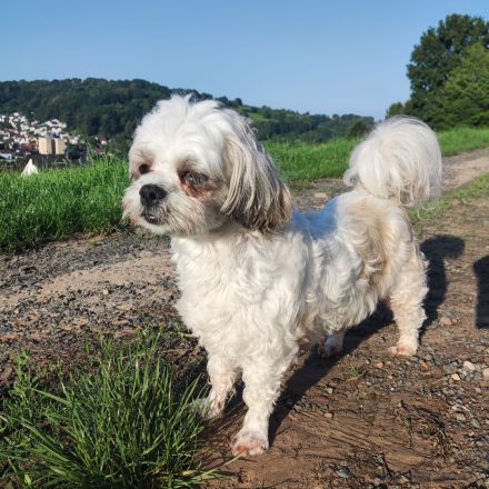 Malteser/Shih Tzu Welpen