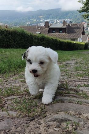 Malteser/Shih Tzu Welpen