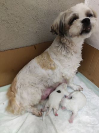 Malteser/Shih Tzu Welpen