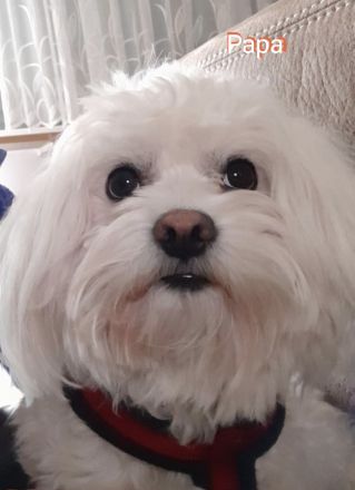 Malteser/Shih Tzu Welpen