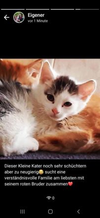 Mai - Kitten vom Tierschutz suchen ein zu hause