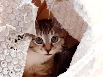 Mai - Kitten vom Tierschutz suchen ein zu hause