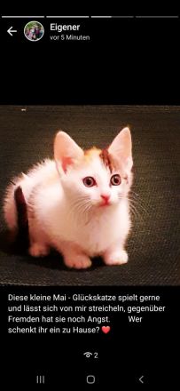 Mai - Kitten vom Tierschutz suchen ein zu hause