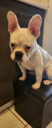 Französische Bulldogge