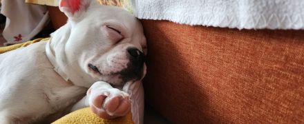 Französische Bulldogge