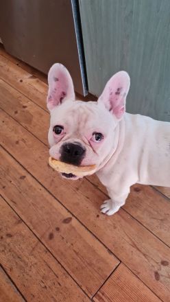 Französische Bulldogge